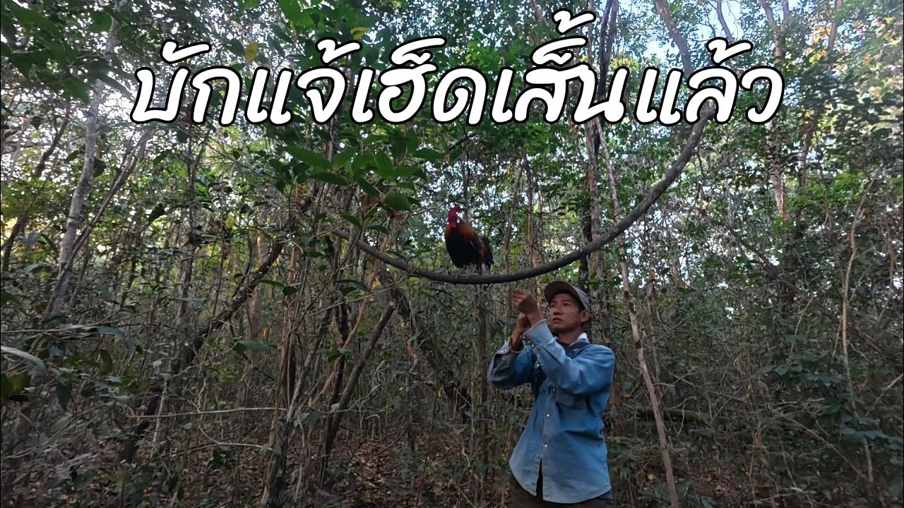 ออกต่อไก่กับนายพรานลุง//พรานจิต คนหากิน//