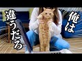 毎日の点滴通院と検査結果【元野良猫まるとら＆ぽこまる】