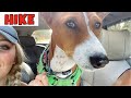 Hiking with Basenji and Bull Terrier の動画、YouTube動画。