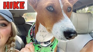 Hiking with Basenji and Bull Terrier by Feenix the Funny Singing Dog 2,294 views 3 years ago 5 minutes, 36 seconds