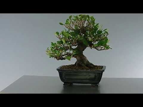 盆栽 ハマヒサカキ 2013第61弾 勝華園谷端盆栽BONSAIBanzai!_no5ハマヒサカキ_小品