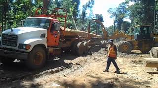 Loading of Logs on Truck