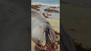 Ningaloo Wildlife in the Wake of Cyclone Narelle
