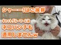 【リリーちゃん】有料級のアトバイス有り。シャーはご挨拶、ネコパンチぐらいではキャットグルーマーは怯みませんｗ【ラグドール】