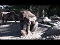 Mother monkey raises her own child, adopts another - The Japan News