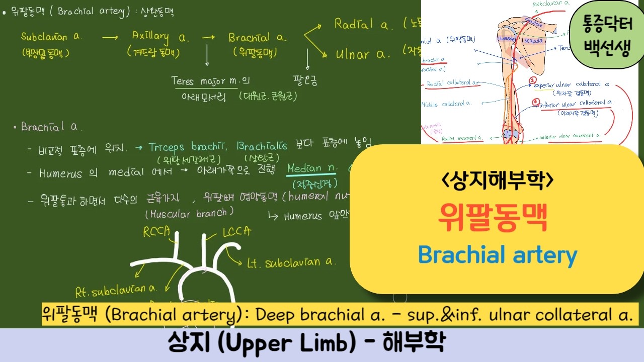 상지해부_위팔동맥 (Brachial artery, 상완동맥)