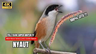 Cendet Gacor BONGKAR ISIAN PANCINGAN HANDAL CENDET AGAR BUNYI bikin BURUNG CENDET GACOR AKTIF