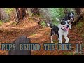 Mountain Biking with Our Cattle Dogs | Pups Behind the Bike 11