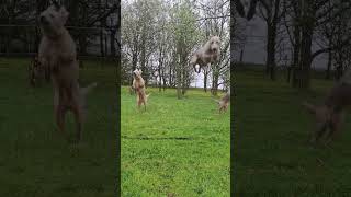 Trio of dogs jumping a fence in slowmotion. Flying Bedlington Whippets #doglover #dog