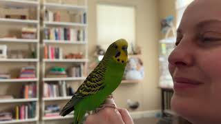 Have you ever seen a budgie that could talk like this?