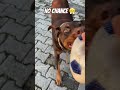 Uyanmak delisi🤭#dog # #doberman  #reels  #dogtraining  #köpek  #smartdog #doglover#fyp