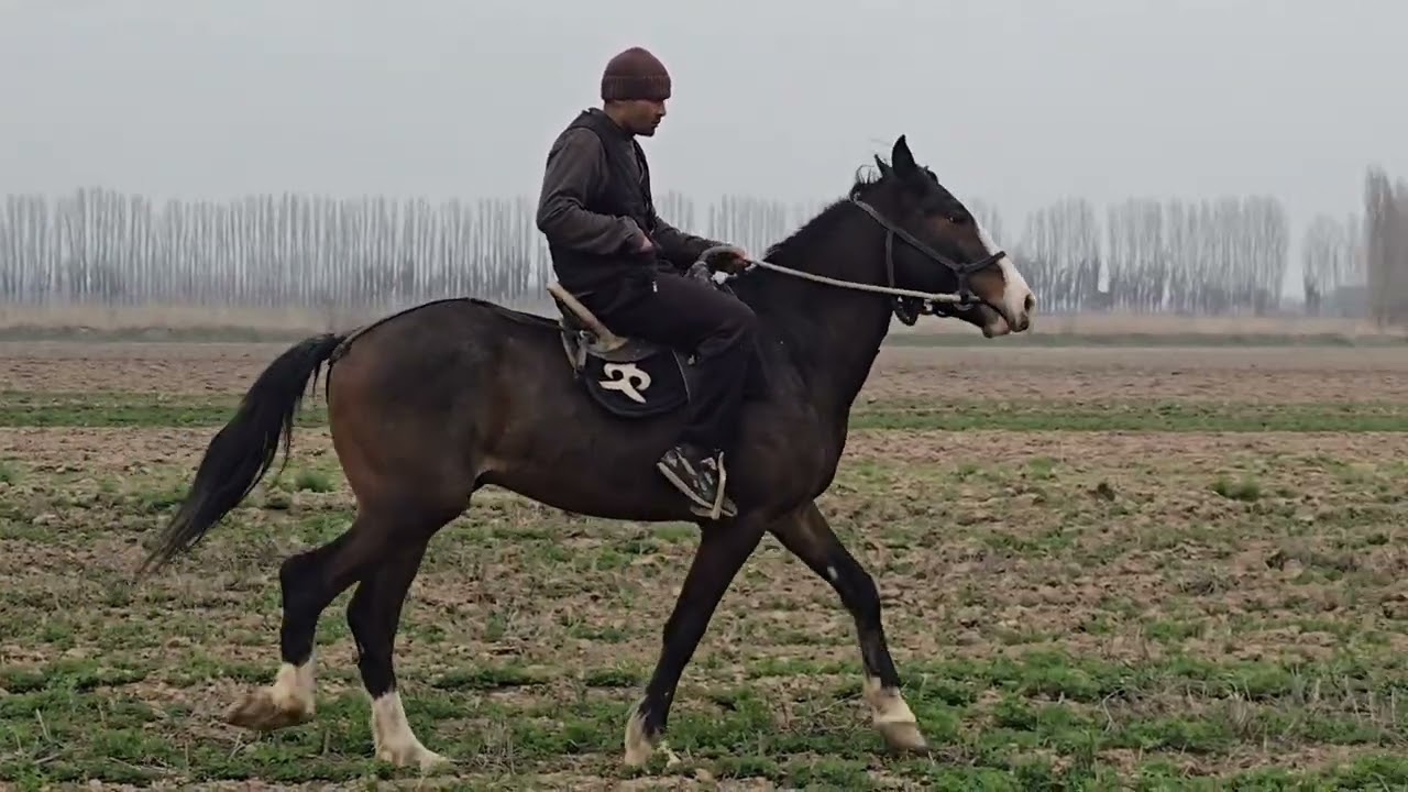 +996 552 450 024 дыйкандын Аты чыкты 5 жылдыз #аламанулак #атбазар #актулпар 