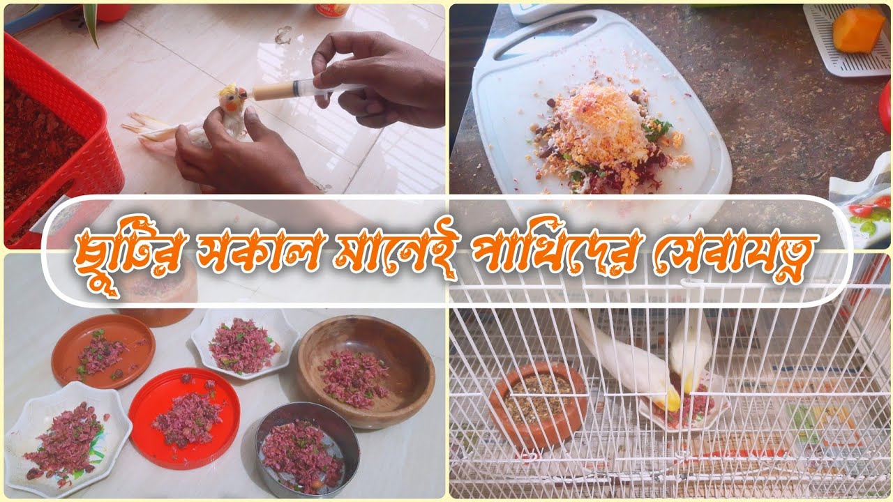 ছুটির দিনে পাখির পরিচর্যা || আমার ছুটির দিন যেভাবে কাটে। Bird care during the holidays.