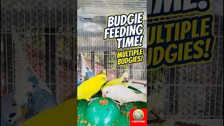 Relaxing Budgie Feeding Video Ever 🥹🐦 #birdlovers #petvlog #birds #budgies