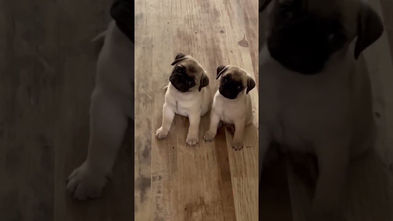 Cute and adorable animals will raise your mood