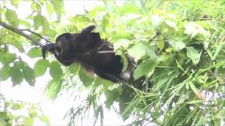 Download Lagu DJ SQUAREWAVE - MONKEY BASS MP3