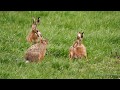 European Hares or Brown Hares (Lepus europaeus) [2]