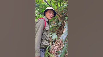 Đi bẻ măng nứa bất ngờ gặp cơn bão trong rừng