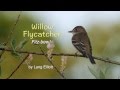 Willow Flycatcher Fitz Bew Willow Flycatcher Fitz Bew