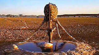 GIRAFFES BY THE DESERT WATER WELL - Namib Desert, Namibia