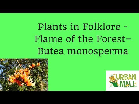 Plants in Folklore - Flame of the Forest – Butea monosperma