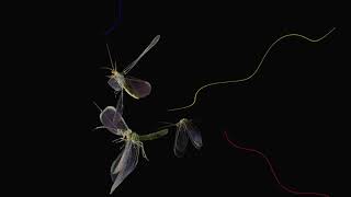 Oscar Jerome - Sun For Someone (Franc Moody Remix)