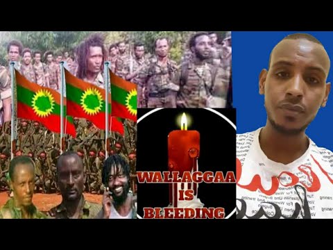 Miseensa ABO Fi WBO Fi Ilman Oromo Wbo Jalatan Seena 