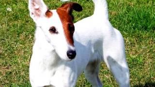 Smooth Fox Terrier by World animals 1,020 views 7 years ago 2 minutes, 22 seconds