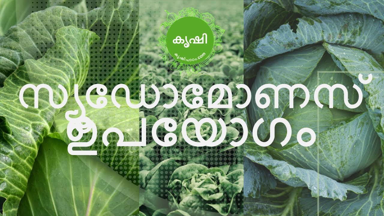 സ്യൂഡോമോണസ് ഉപയോഗം - pseudomonas fluorescens usage in vegetable garden