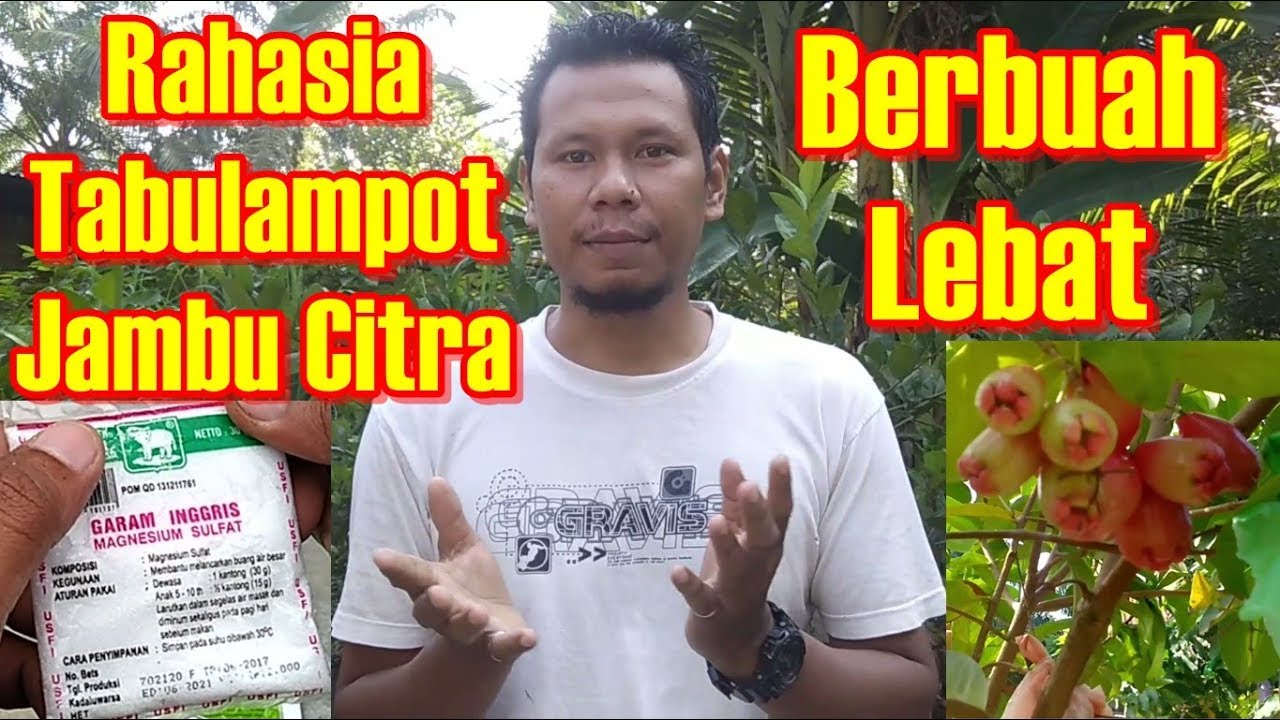 Cara Menanam Jambu Citra Dalam Pot (Tabulampot Jambu Citra) Full HD