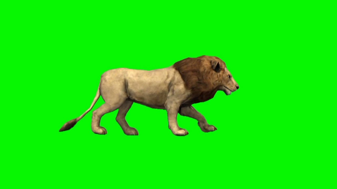 Lion Walk Green Screen Video Lion Fast Walking Green Screen No