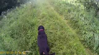 Rural walk with my dog - Relaxing video - First person view