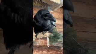 #Воронгоша #Aboutbirds #Animal #Crow #Raven