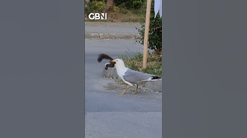 Seagull swallows squirrel whole 😳