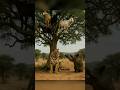 hunter tiger