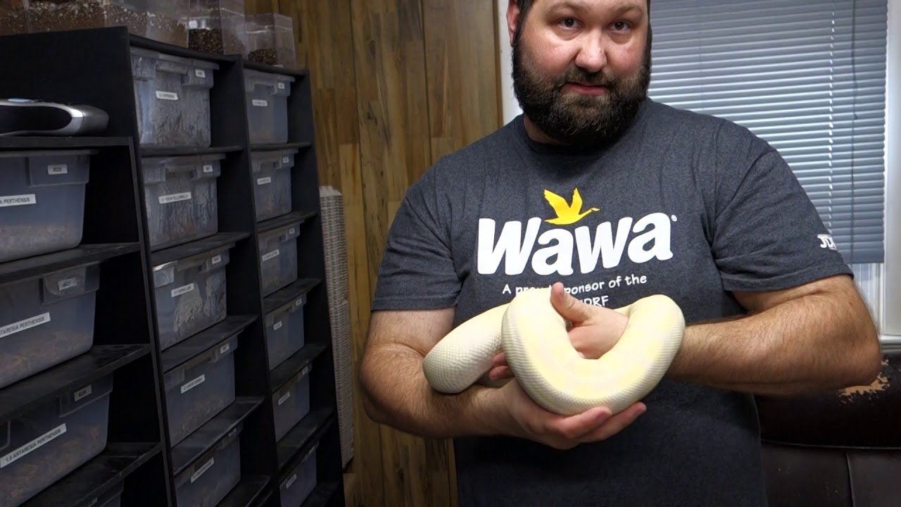 skins exclusivas fortnite Lavender Albino Update - R&B Reptiles