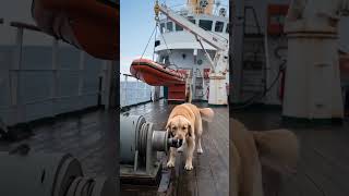 Hero Dog Saves human🐶❤️ | Heartwarming AI Cartoon Story