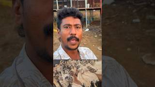 எட்டையாபுரம் ஆட்டு சந்தையில் இருந்து 300 வளர்ப்பு குட்டிகள் தமிழ்நாடு முழுவதும் அனுப்பி இருக்கிறோம்