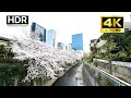 Tokyo Cherry Blossom - Nishi-Shinjuku, Tokyo - 4K HDR