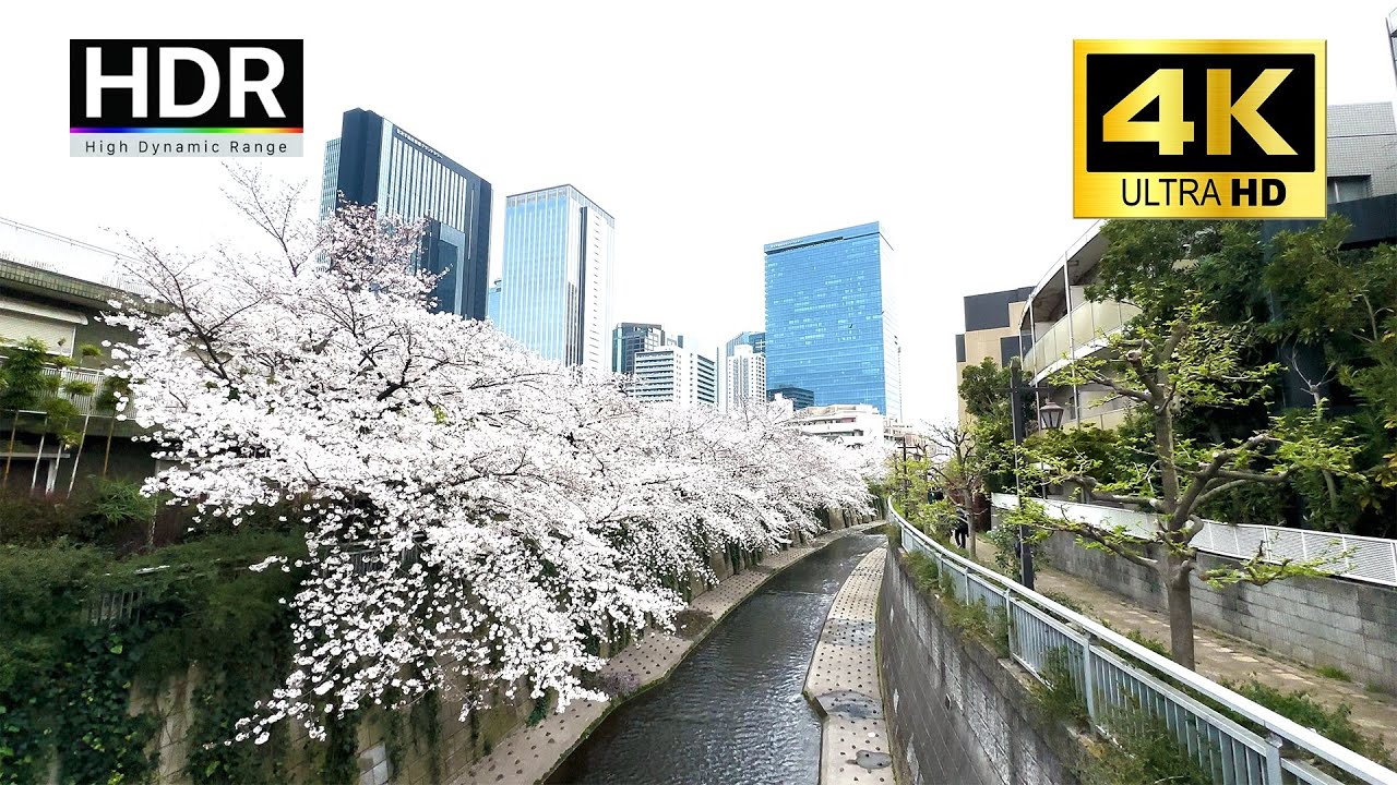 Tokyo Cherry Blossom - Nishi-Shinjuku, Tokyo - 4K HDR