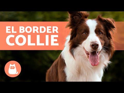 Video: ¿Dónde viven los border collies?