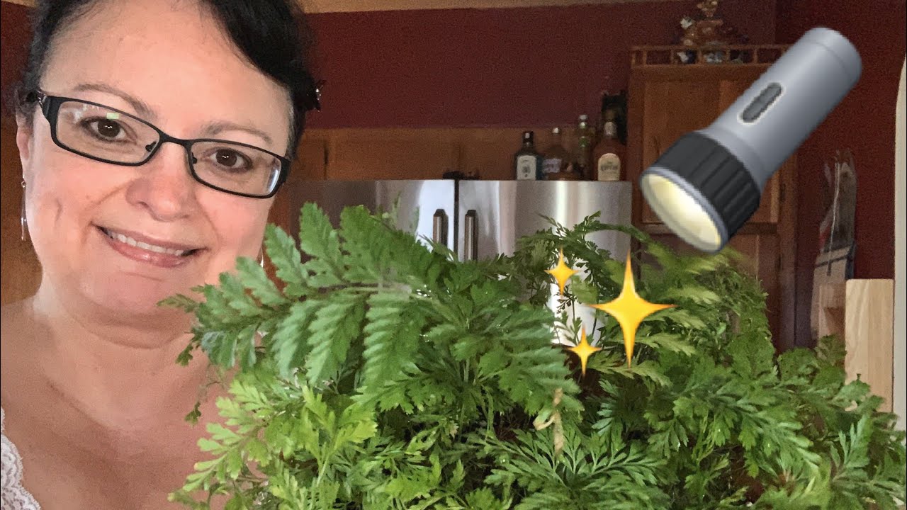 Houseplant Spotlight 🔦Ep.4 || Rabbit’s Foot Fern 🐇🐾|| Characteristics
