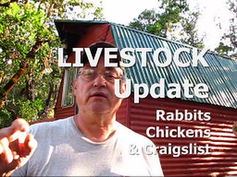 Livestock Rabbits Chickens Craigslist Youtube