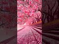 Nature’s pink carpet. The most beautiful time of the year.#shorts #explore