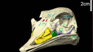 Ostrich skull with brain endocast & air spaces - yaw