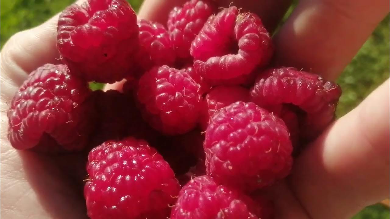 свежая малина - YouTube