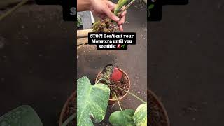Not all Monstera cuttings survive.. | OKANOKA.COM | Selling Tropical Plants & Houseplants