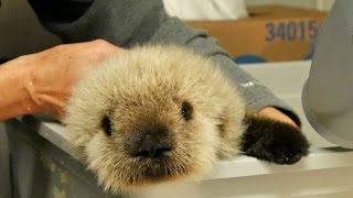 CBC News: Baby sea otter to arrive at Vancouver Aquarium