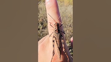 The escape of band-winged grasshopper #insects #grasshopper