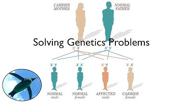 Solving Genetics Problems | Bio Basics 🐧